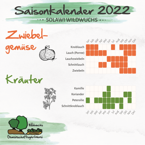 saisonkalender_2022_einzeln_3_Zwiebelgemüse_Kräuter